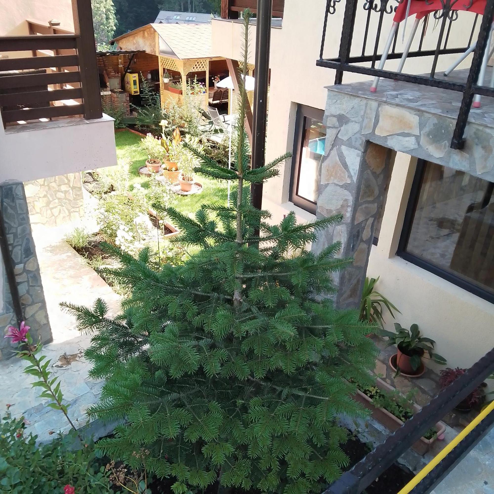 Casa Nicolas Buşteni Esterno foto